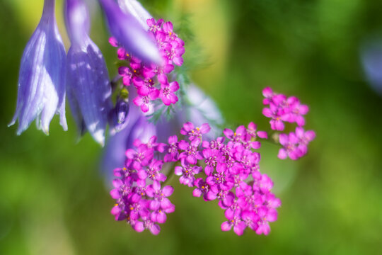Closeup of vibrant pink and purple wildflowers in bloom. Bellflowers and Achillea - Powered by Adobe