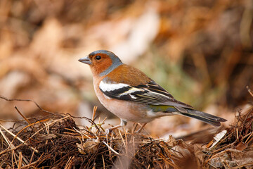 A finch sits on the ground