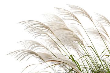 Feathery plumes of wheat grass, a delicate silhouette against a white backdrop, evoke a sense of natural, floral design