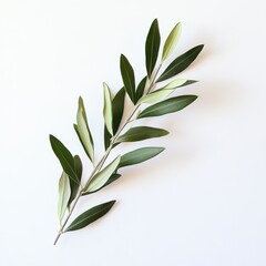 Fototapeta premium Olive Branch on White Background Simple Minimalist Nature Photography