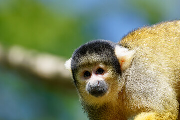 Close-up of a squirrel monkey with a blurred green background, Saimiri oerstedii oerstedii