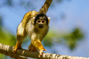 A squirrel monkey walking on a rope against a blurred natural background, Saimiri oerstedii oerstedii