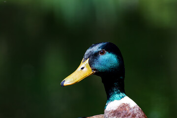 A very high detailed close-up from a mallard or wild duck (Anas platyrhynchos)
