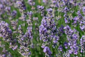 Naklejka premium Macro view of fresh lavender blossoms in bloom with green background