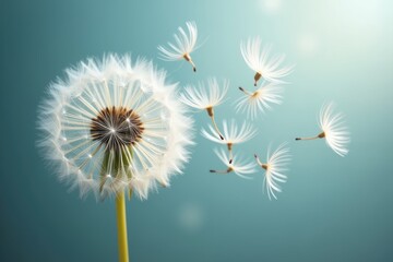 Fototapeta premium Close-Up of Dandelion Puffball with Seeds Dispersing
