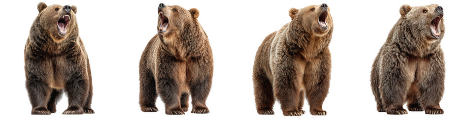 Fototapeta premium Grizzly bear standing on hind legs with open mouth, Wild Mammal, isolated on Transparent background