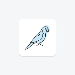 Quaker Parrot, vector, pixel perfect, illustrator file