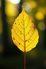 Obraz premium Single aspen leaf, backlit, shimmering in sunlight , photography, golden, light