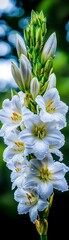 Obraz premium Stunning Close-Up of Delicate White Flowers in Bloom