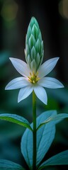 Obraz premium Close-up of Exquisite White Flower with Unique Bud