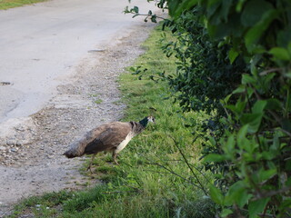 a small bird in the grass