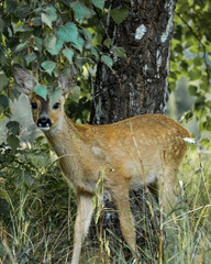Baby roe deer hiding 