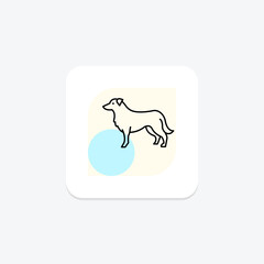 Border Collie, vector, pixel perfect, illustrator file