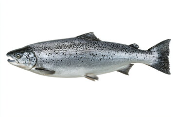 Obraz premium Salmon fish isolated on a white background. Clipping path included