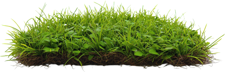 Close-up of Lush Green Grass