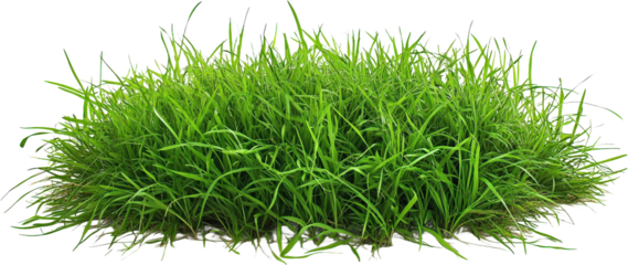 Fresh Lush Green Grass Field