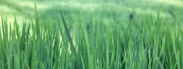 Texture of green fresh grass, rice field close-up