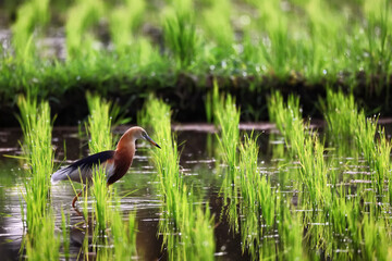 Heron in a rice field, wild bird nature close-up