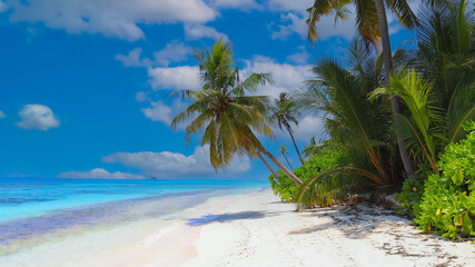 Panorama view of tropical beach with coconut palm trees as white sand beach background