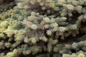 Close-Up Texture Of Blue Spruce (Picea Pungens) Branches, Showcasing The Dense Arrangement Of Silvery-Blue Needles. Evergreen Coniferous Background.