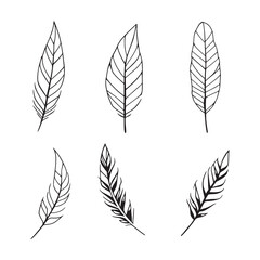 Elegant hand drawn feather line art illustration