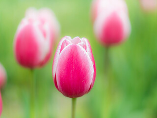 春の公園や花壇を彩るチューリップのある風景。自然風景素材。フィルム写真のような柔らかい雰囲気。