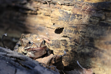 A Common Brown Frog (Rana Temporaria) Well Camouflaged Amongst Dry Leaves At The Base Of A Sunlit, Textured Wooden Log. Forest Wildlife Encounter.