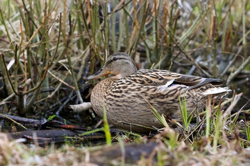 A Well-Camouflaged Female Mallard Duck (Anas Platyrhynchos) Sits Motionless Among Dense Reeds And Grasses At The Edge Of A Pond Or Marsh. Wildlife In Habitat.