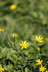 Close-Up Of Several Bright Yellow Lesser Celandine (Ficaria Verna) Wildflowers With Glossy Petals Blooming Among Green Leaves And Grass. Spring Meadow Detail.