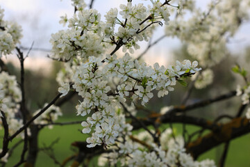 Close-Up Of Delicate White Spring Blossoms, Possibly Cherry Or Plum, With Bright Yellow Stamens And Fresh Green Leaves. Soft, Dreamy Bokeh Background Enhances The Beauty.