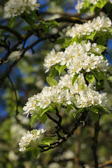 Lush Branch Of A Pear Tree Heavily Laden With Pure White Blossoms And Fresh Green Leaves, Illuminated By Bright Spring Sunlight Against A Blurred Blue Sky.