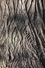 Extreme Close-Up Of The Deeply Furrowed And Textured Bark Of An Old Tree Trunk, With Sunlight And Shadow Playing Across Its Surface. Natural Wood Pattern.