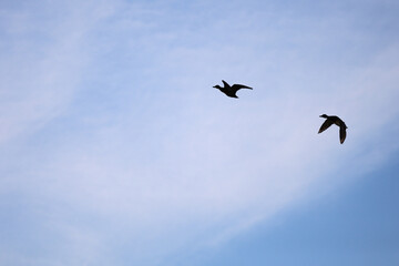 Silhouettes Of Two Wild Ducks In Flight, Spread Wings Against A Hazy Light Blue Sky With Faint Clouds. Wildlife In Motion, Avian Freedom, Or Migration Concept.