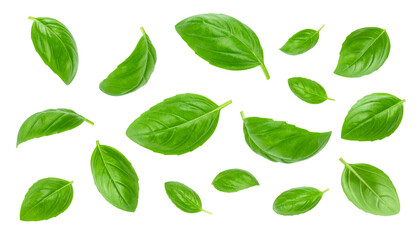 Fresh basil leaves falling on transparent background