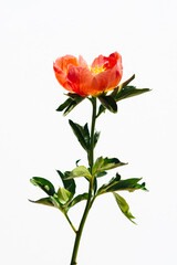 Fototapeta premium 芍薬