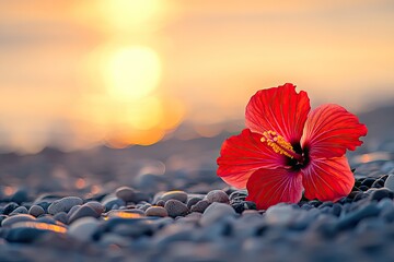 Vibrant hibiscus flower on a pebble beach at sunset