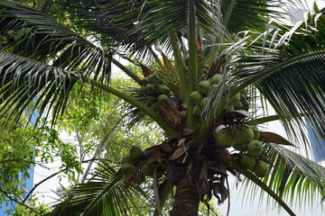 Fototapeta premium Coconut palm tree. Palm trees in the city. City of Phuket, Thailand.