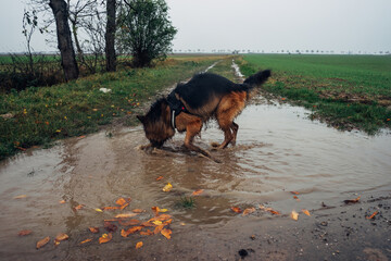 A German Shepherd dog stands in a puddle during the rain