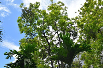Trees in the garden. Phuket is a city in the southeast of Phuket Island, Thailand, and the capital of Phuket province.
