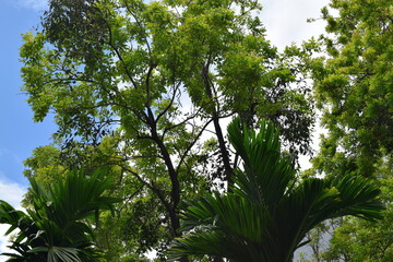 Trees in the garden. Phuket is a city in the southeast of Phuket Island, Thailand, and the capital of Phuket province.