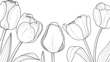 Group of tulips line art. Flower banner design vector illustration.