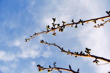 A tree with many branches and leaves, with a blue sky in the background