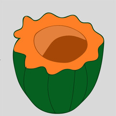 acorn squash cut into half cartoon illustration useful for projects lifestyle healthy nutrition vegetable.eps