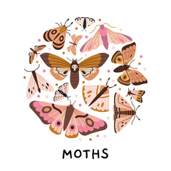 Circle composition with various moths, hawkmoths and night butterflies in pink brown palette on white background. Nocturnal insect collection. Modern vector illustration, hand drawn, flat design.