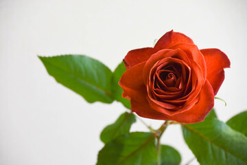 ブラウンのばら