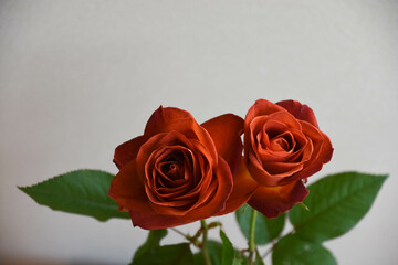 ブラウンのばら