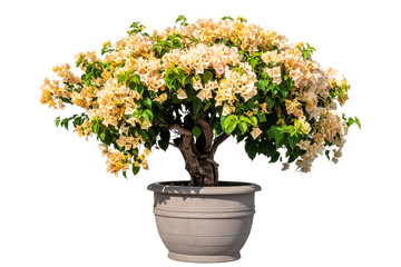 Naklejka premium Beige bougainvillea tree in pot, isolated on transparent background