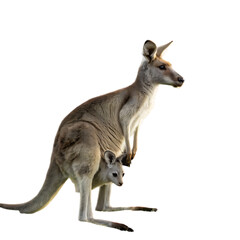 kangaroo and baby isolated on transparent background