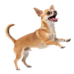 chihuahua puppy isolated on transparent background