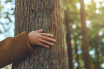 Human hands touching old tree green forest in tropical woods, Love nature, protect environment,...